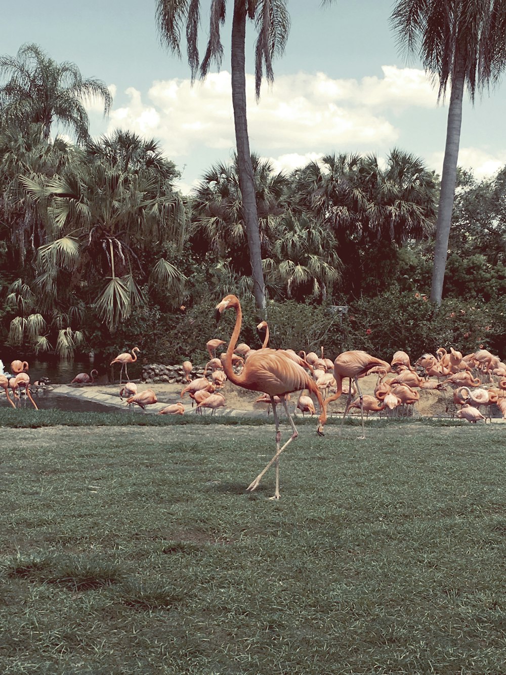 Troupeau de flamants roses sur un champ d’herbe verte pendant la journée