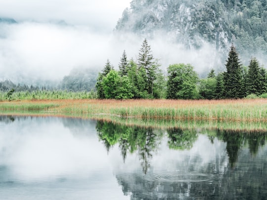 green trees near lake under white clouds during daytime in Almsee Austria