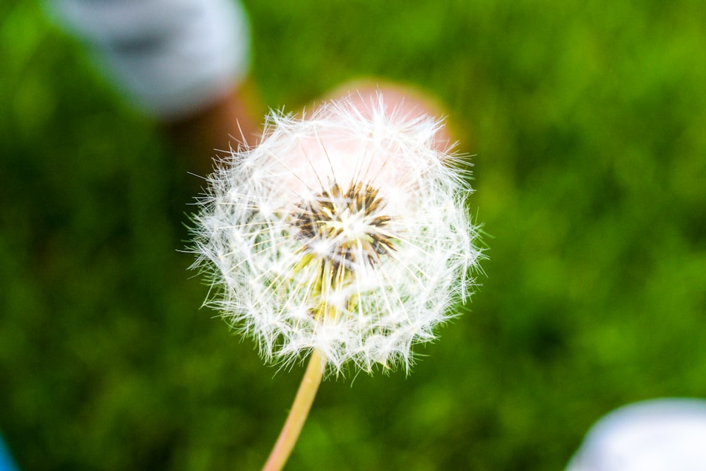 white dandelion in close up photography