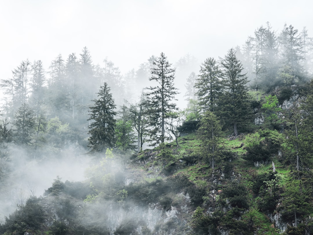 green trees covered with fog