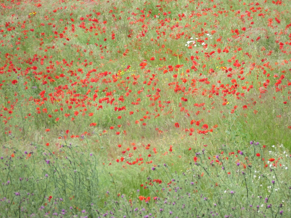 red flower field during daytime