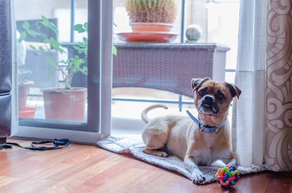 fawn pug lying on floor