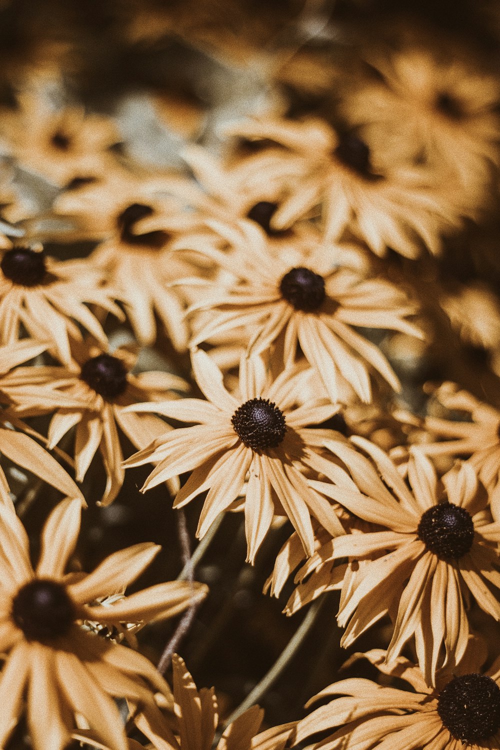 yellow and black flower in close up photography