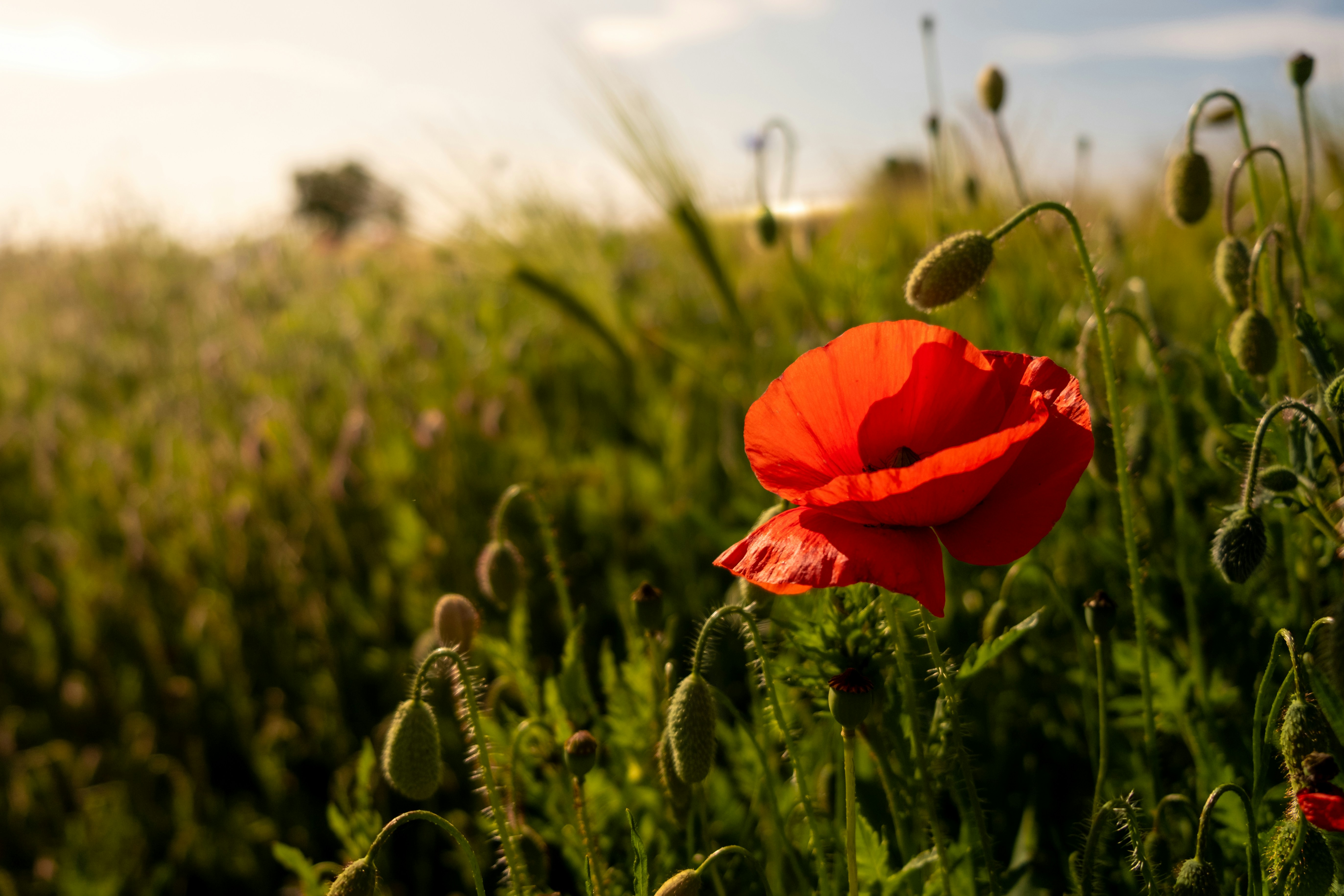 Photo by dschulien_b