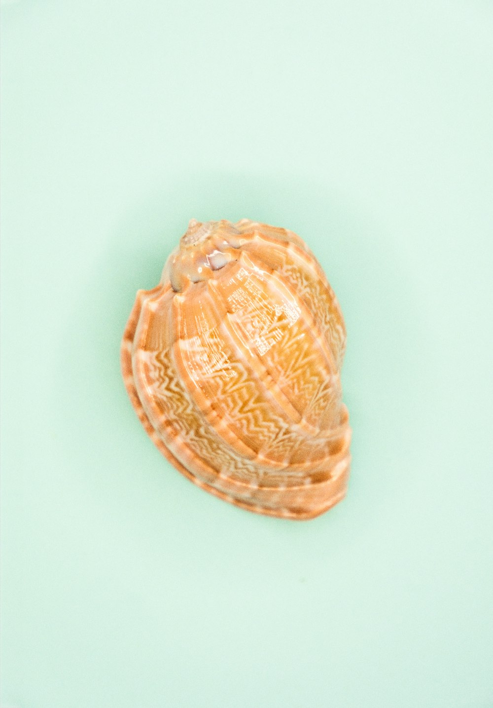 brown sea shell on white surface