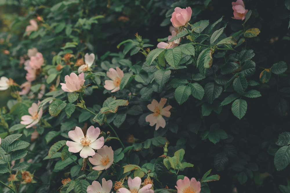 pink and white flowers with green leaves