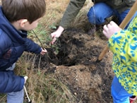 Two children are engaged in planting a small tree or shrub in a patch of earth. They are outdoors, surrounded by grass and dirt. One child is holding the plant, while the other holds a small shovel. An adult's hand is guiding the plant into the hole.