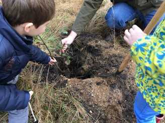 Two children are engaged in planting a small tree or shrub in a patch of earth. They are outdoors, surrounded by grass and dirt. One child is holding the plant, while the other holds a small shovel. An adult's hand is guiding the plant into the hole.