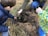 Two children are engaged in planting a small tree or shrub in a patch of earth. They are outdoors, surrounded by grass and dirt. One child is holding the plant, while the other holds a small shovel. An adult's hand is guiding the plant into the hole.