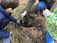 Two children are engaged in planting a small tree or shrub in a patch of earth. They are outdoors, surrounded by grass and dirt. One child is holding the plant, while the other holds a small shovel. An adult's hand is guiding the plant into the hole.