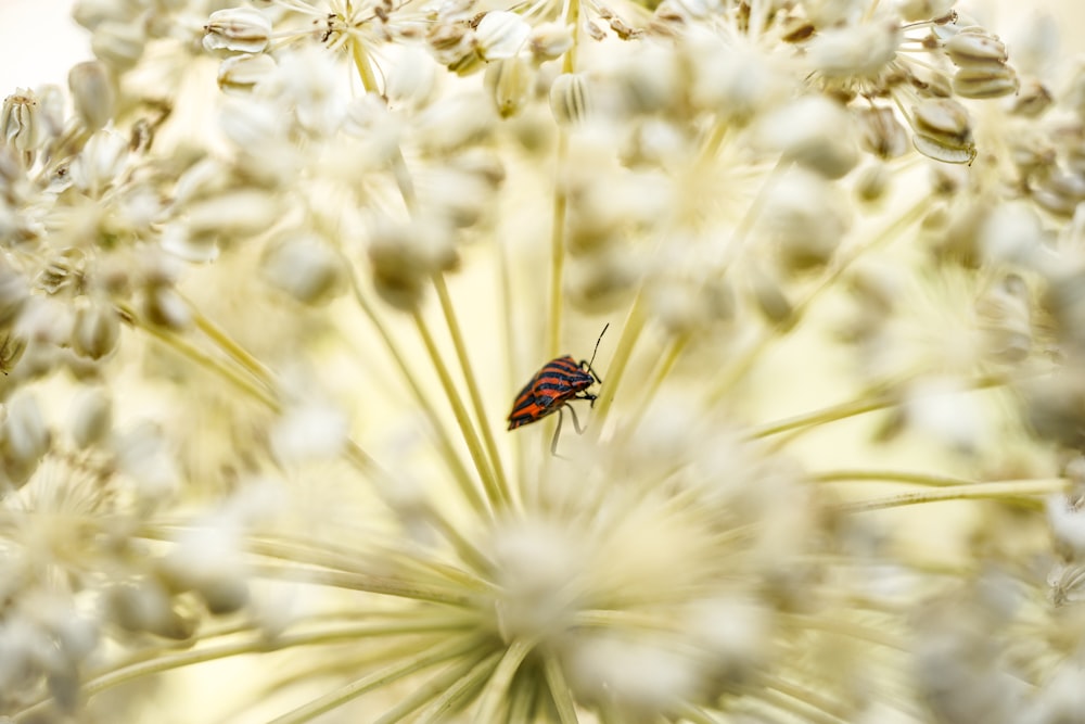 brown and black bug on white flower