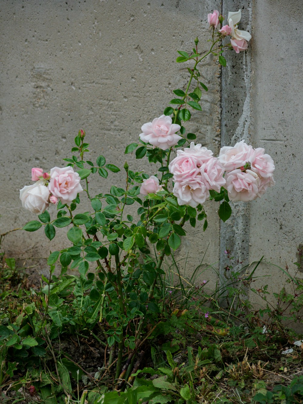 pink flowers on gray concrete wall