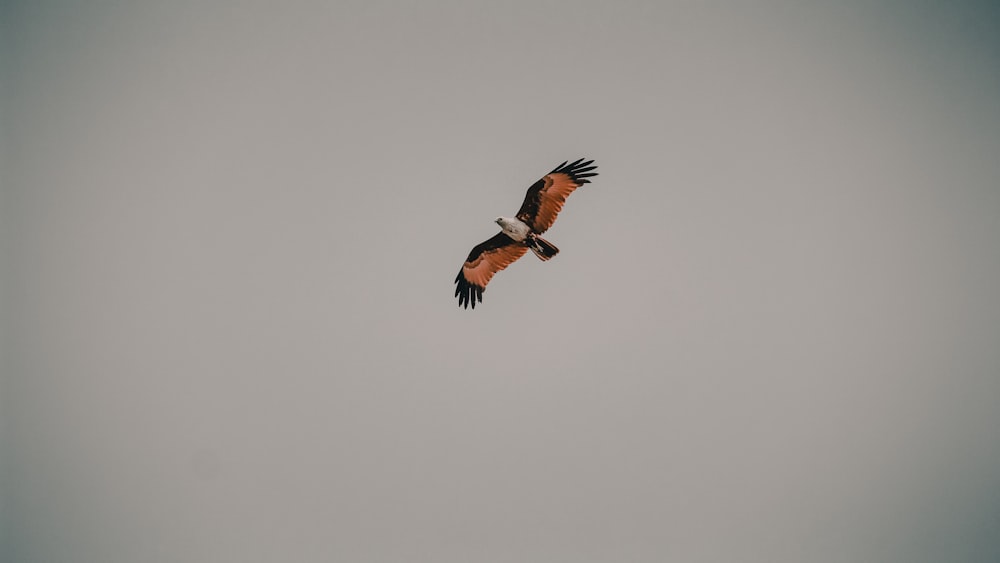 brown and black bird flying under white sky during daytime