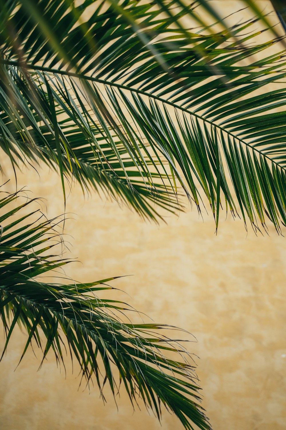 green palm plant near beige wall