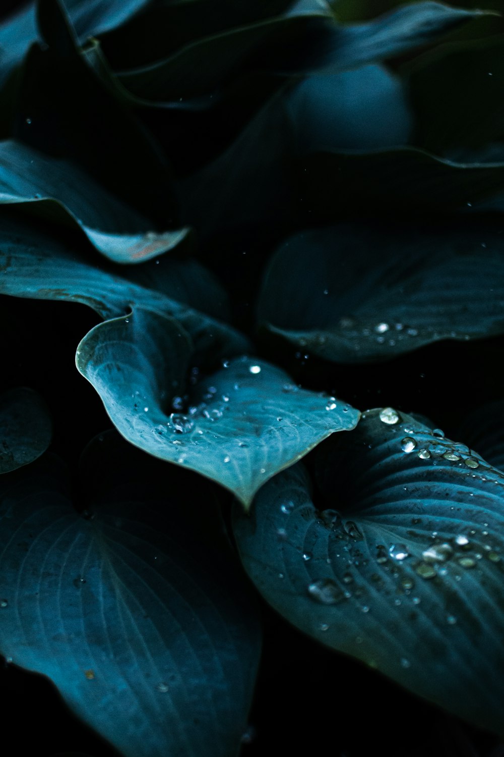 blue and white flower petals