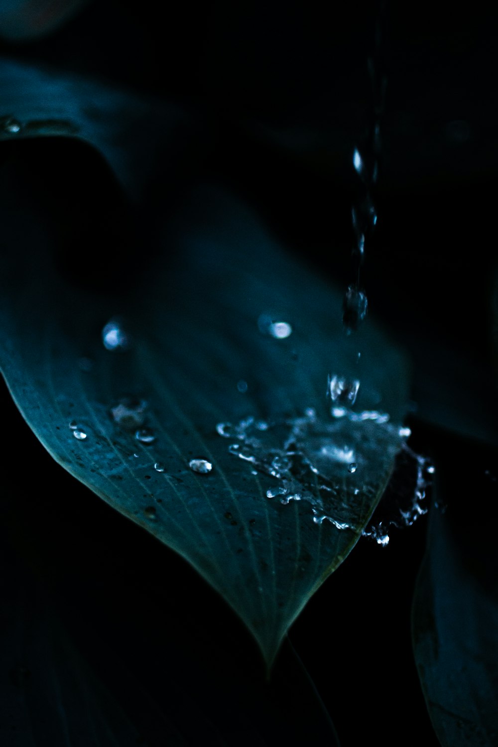 water droplets on green leaf