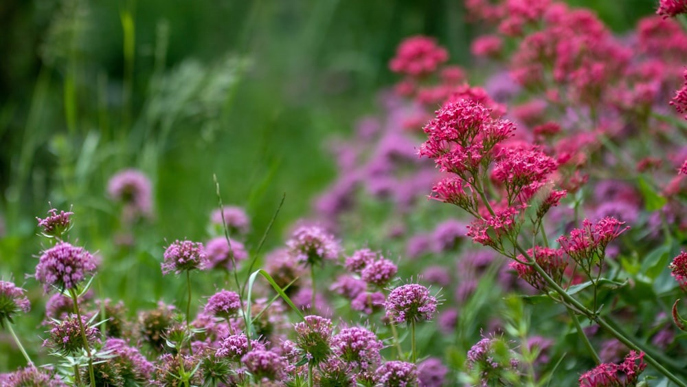 pink flowers in tilt shift lens