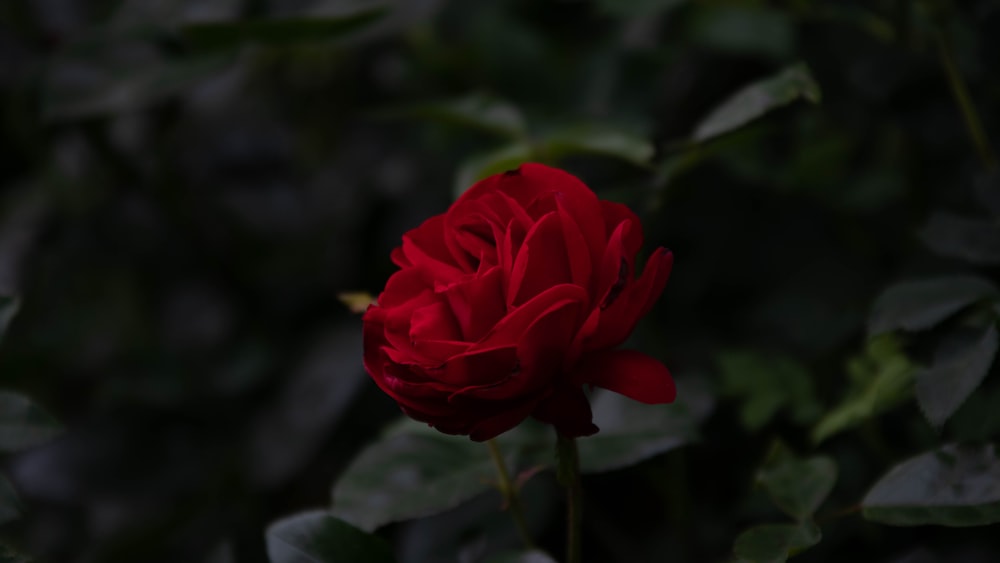 rosa rossa in fiore durante il giorno