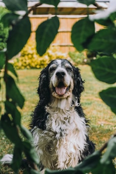 black and white short coated dog