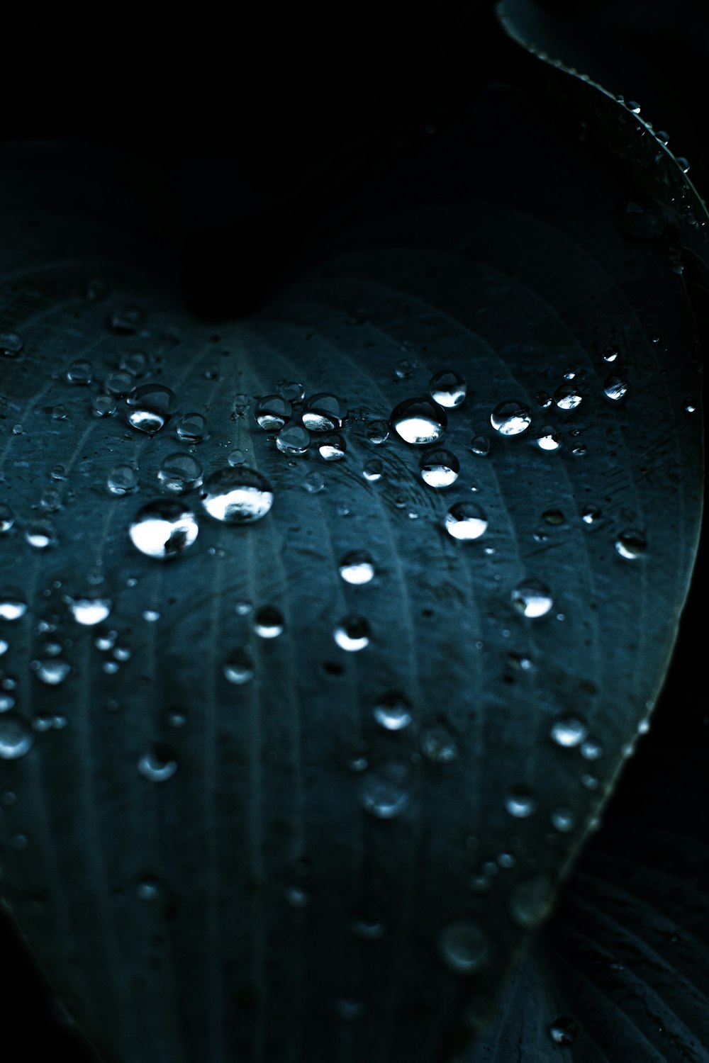 water droplets on green leaf