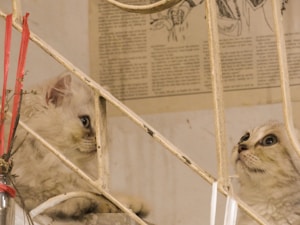 Two fluffy kittens with light-colored fur sit behind a white metal grate. They appear to be looking intently at something beyond the bars. The background includes a piece of paper or poster with text and a faint illustration, giving an indoor, homey feel.