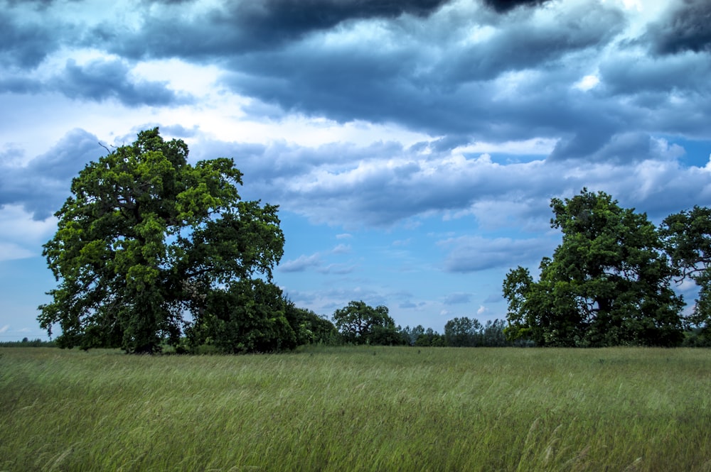 green grass field under cloudy sky during daytime