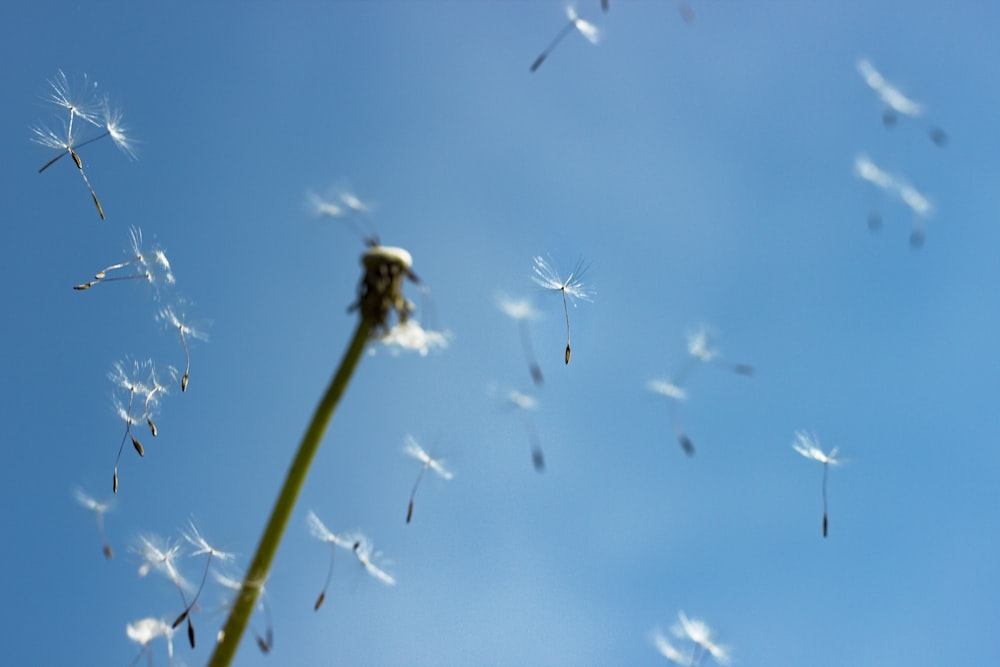 white and black bee flying on blue sky during daytime