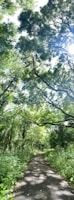 A serene forest pathway is surrounded by tall, lush trees with thick green foliage. Sunlight filters through the leaves, casting dappled shadows on the smooth paved path below. The setting feels calm and inviting, offering a peaceful retreat into nature.