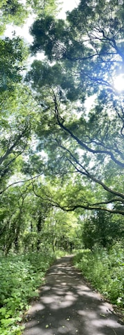 A serene forest pathway is surrounded by tall, lush trees with thick green foliage. Sunlight filters through the leaves, casting dappled shadows on the smooth paved path below. The setting feels calm and inviting, offering a peaceful retreat into nature.