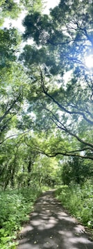 A serene forest pathway is surrounded by tall, lush trees with thick green foliage. Sunlight filters through the leaves, casting dappled shadows on the smooth paved path below. The setting feels calm and inviting, offering a peaceful retreat into nature.