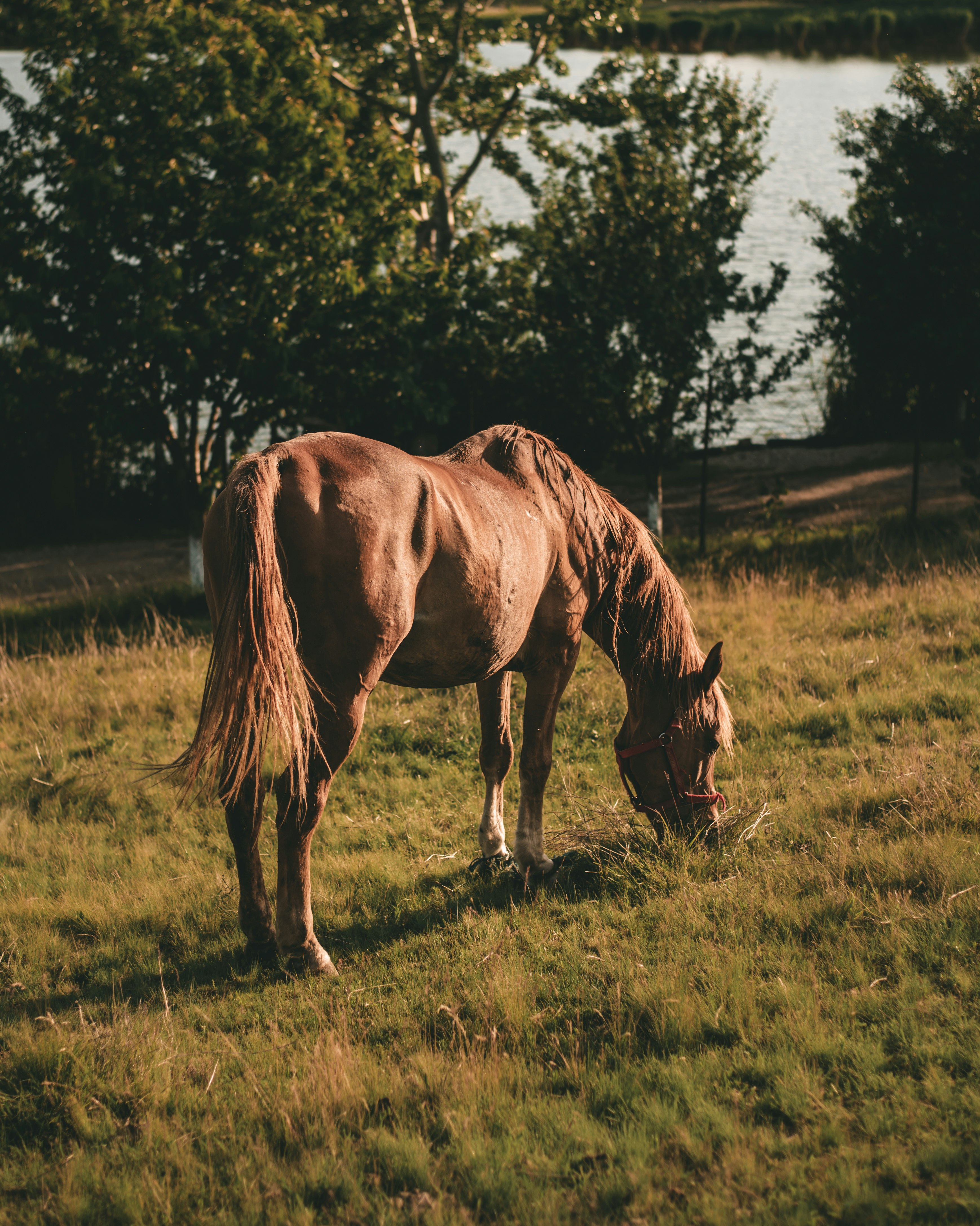 brown horse eating grass on grass field