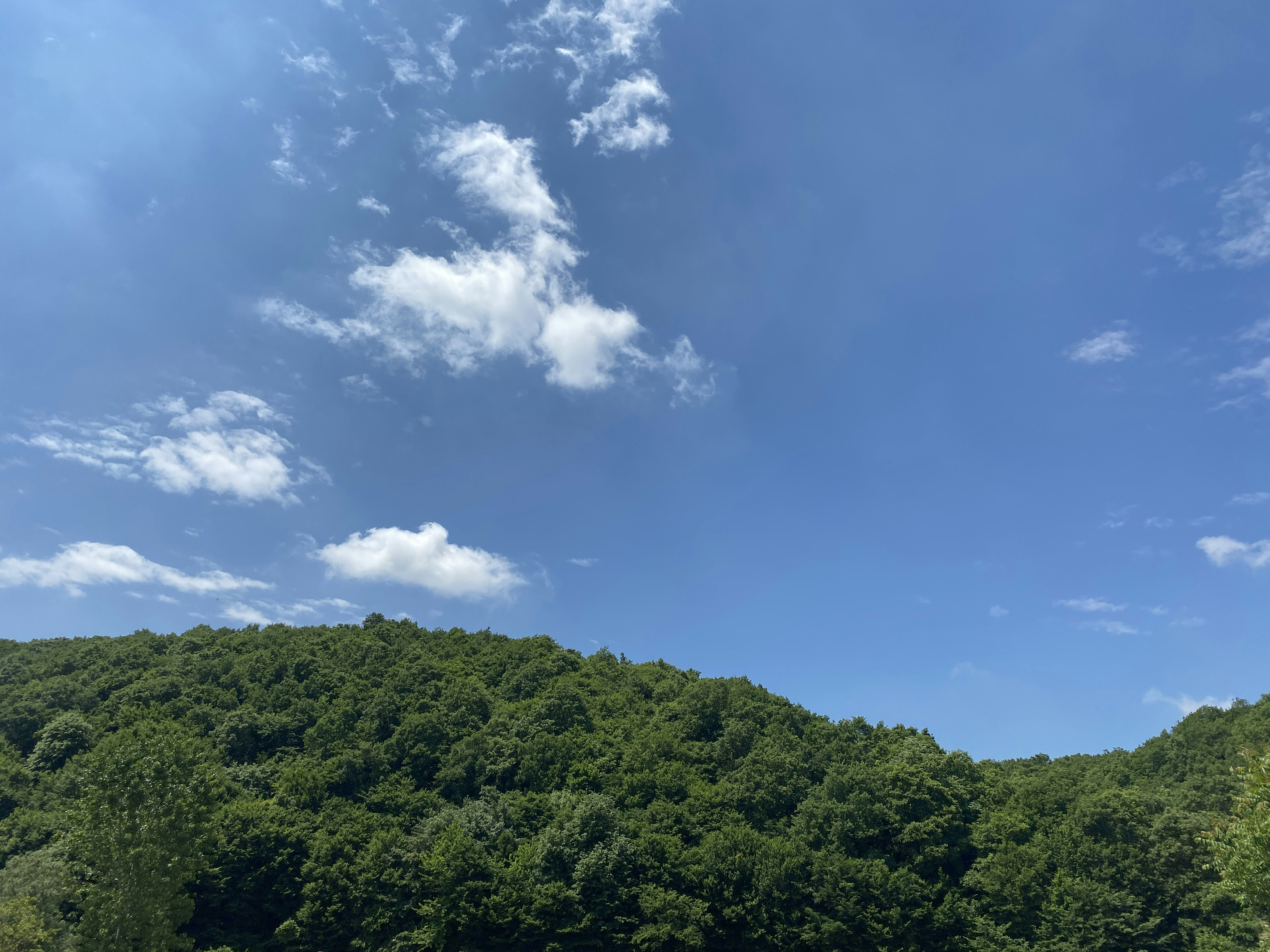 green trees under blue sky during daytime