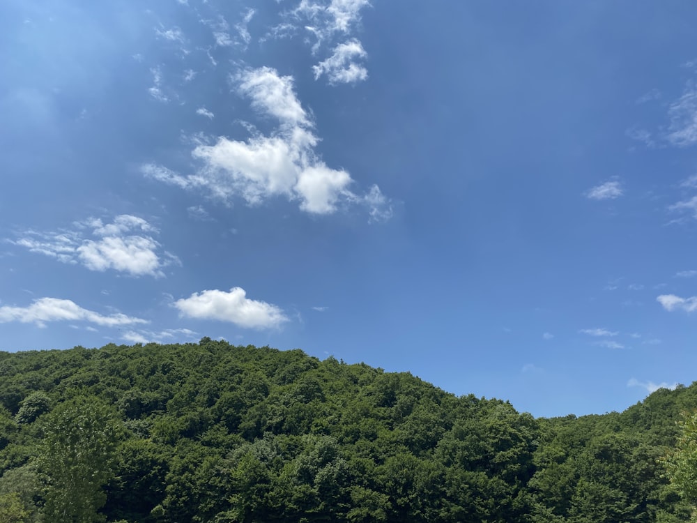 green trees under blue sky during daytime