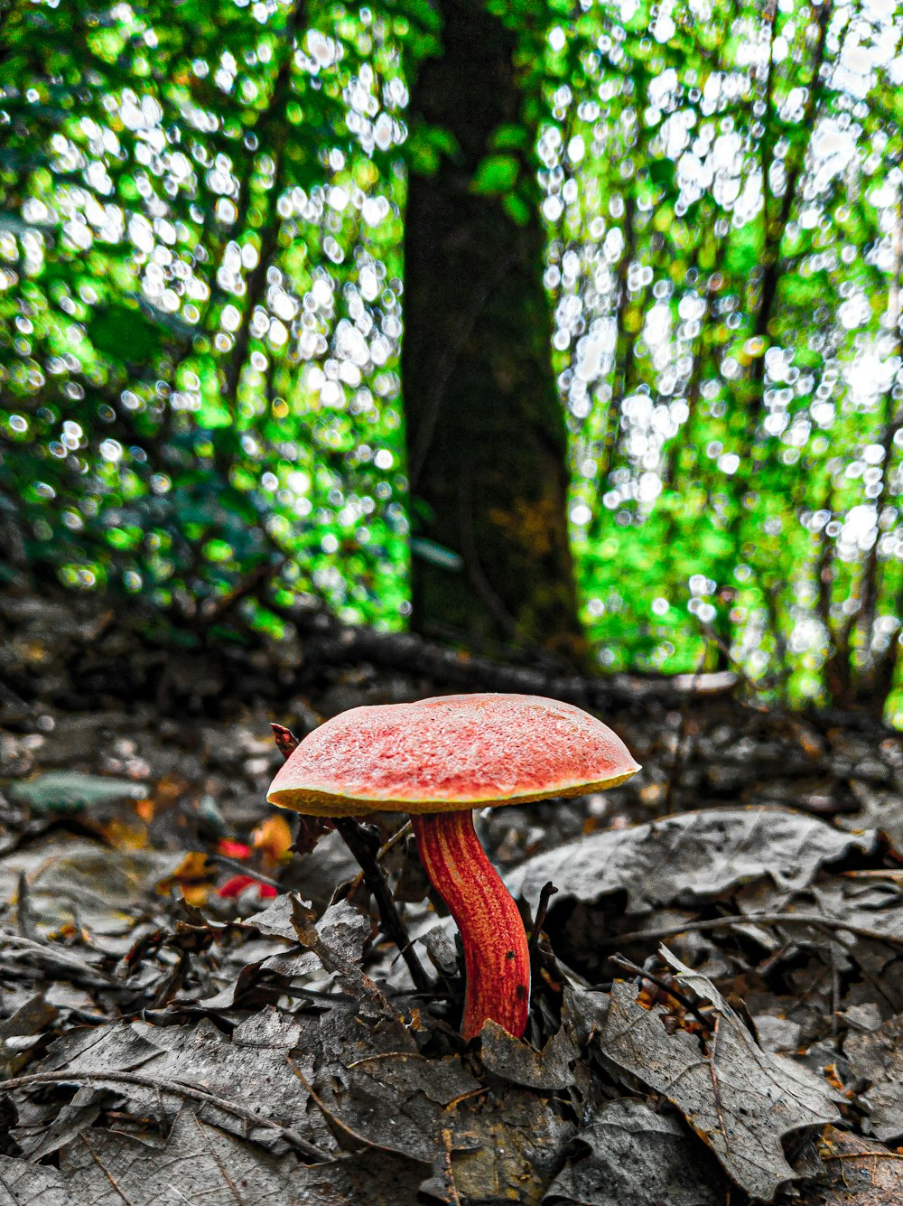 brown mushroom on brown soil