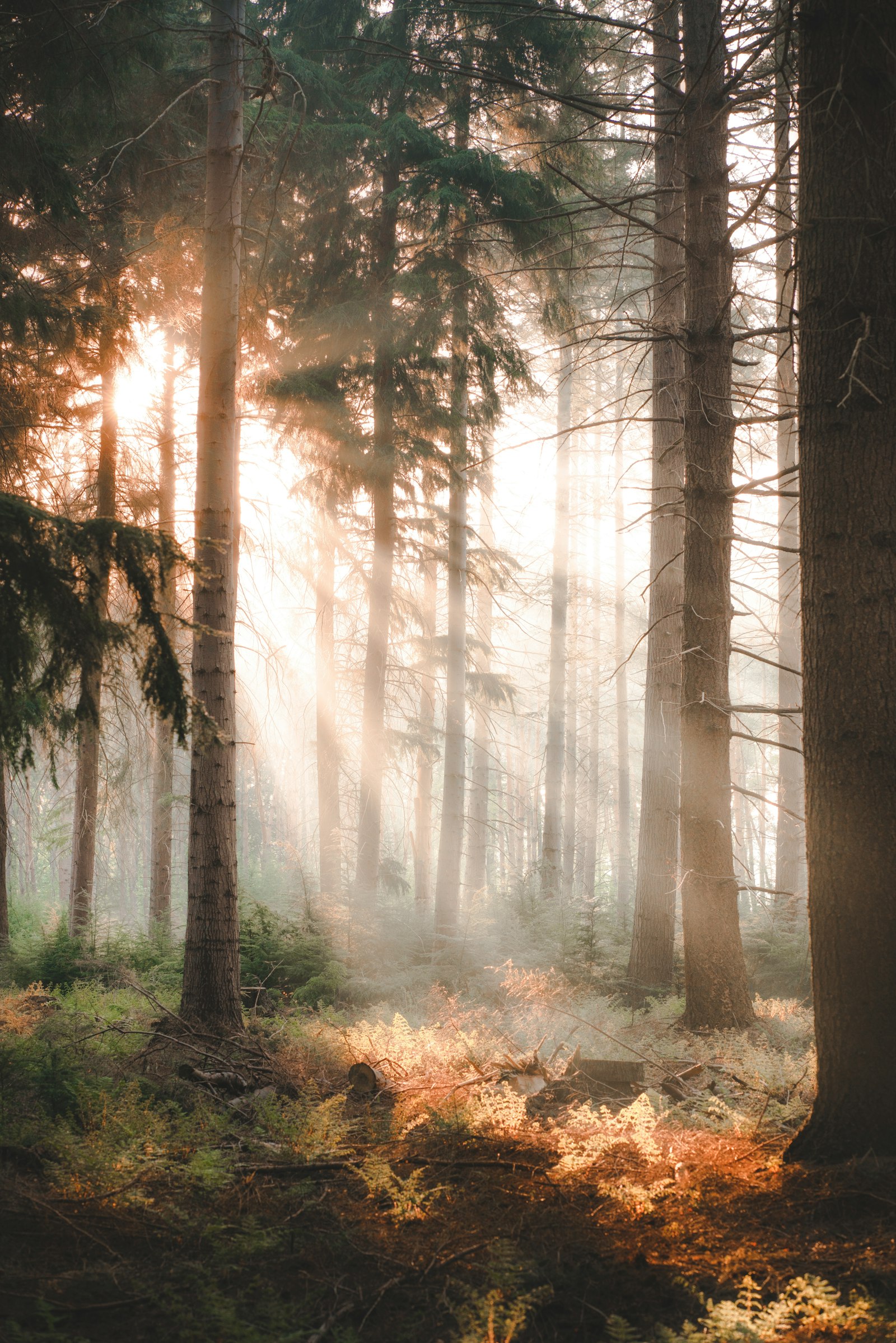 Sony a7R II sample photo. Brown trees on forest photography