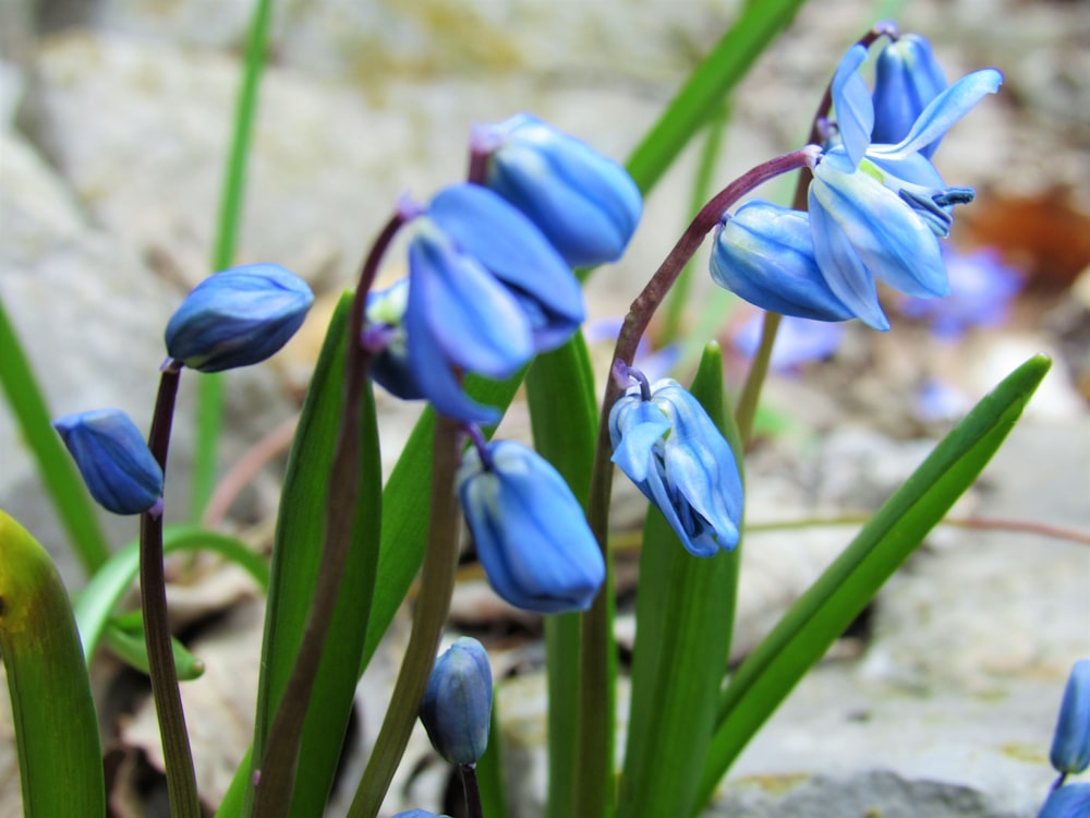 Fiori di croco blu e bianchi in fiore durante il giorno