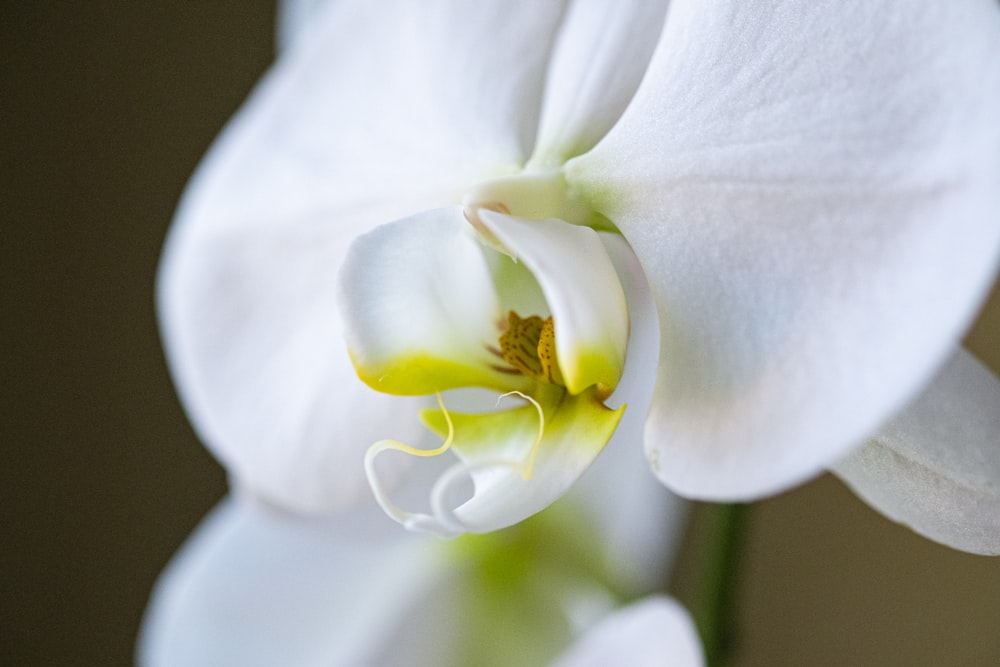 white flower in macro shot