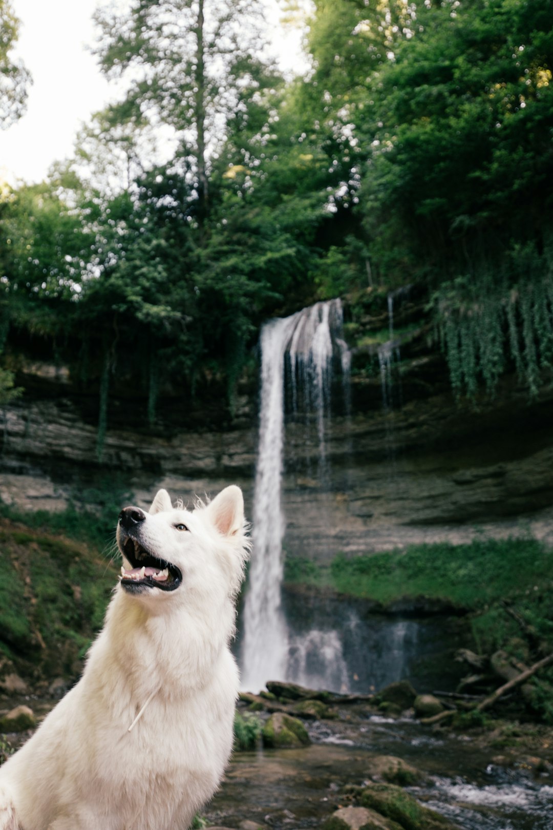 white wolf on water near green trees during daytime