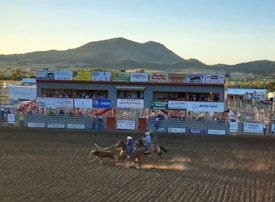 A rodeo event is taking place with a cowboy on horseback chasing a calf in a dusty arena. In the background, there is a grandstand filled with spectators watching the event. Various advertisements and sponsorship logos are displayed around the arena. The surrounding landscape features mountains and open terrain under a clear sky.
