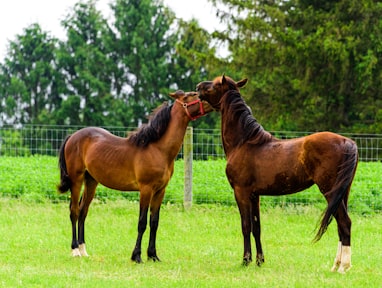 brown horse on green grass field during daytime