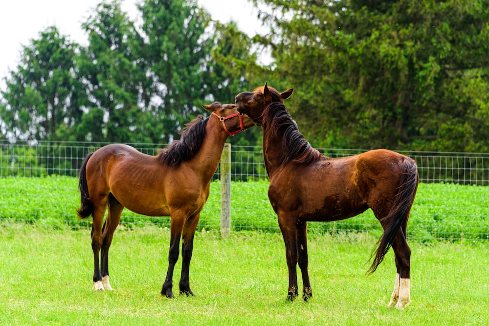 brown horse on green grass field during daytime