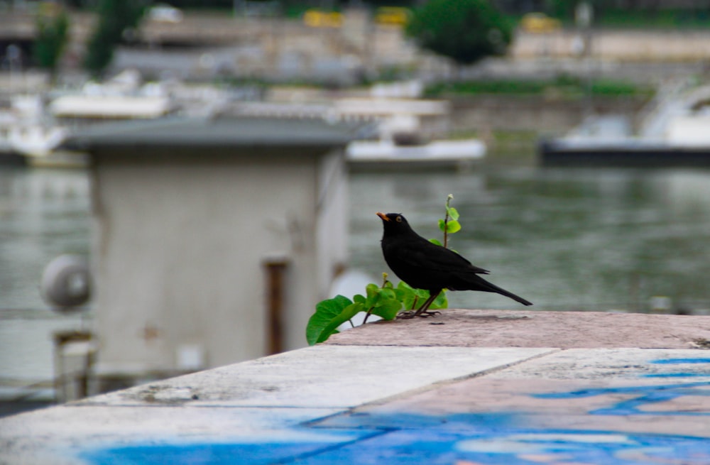 black bird on white concrete surface