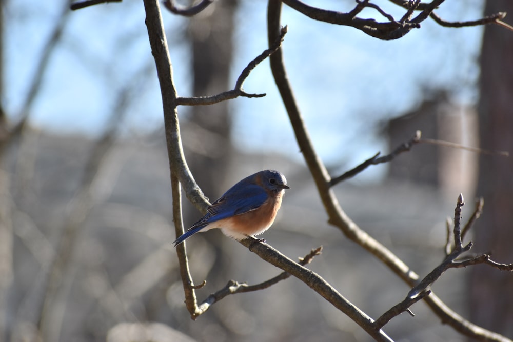 blue and brown bird on tree branch during daytime