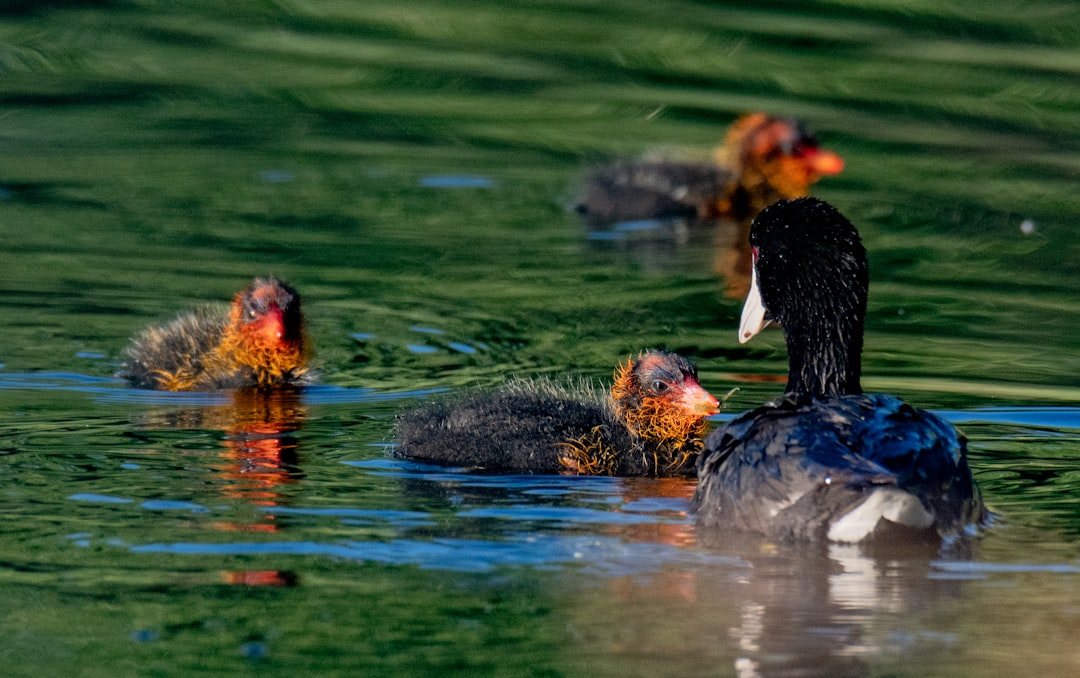 black duck on water during daytime