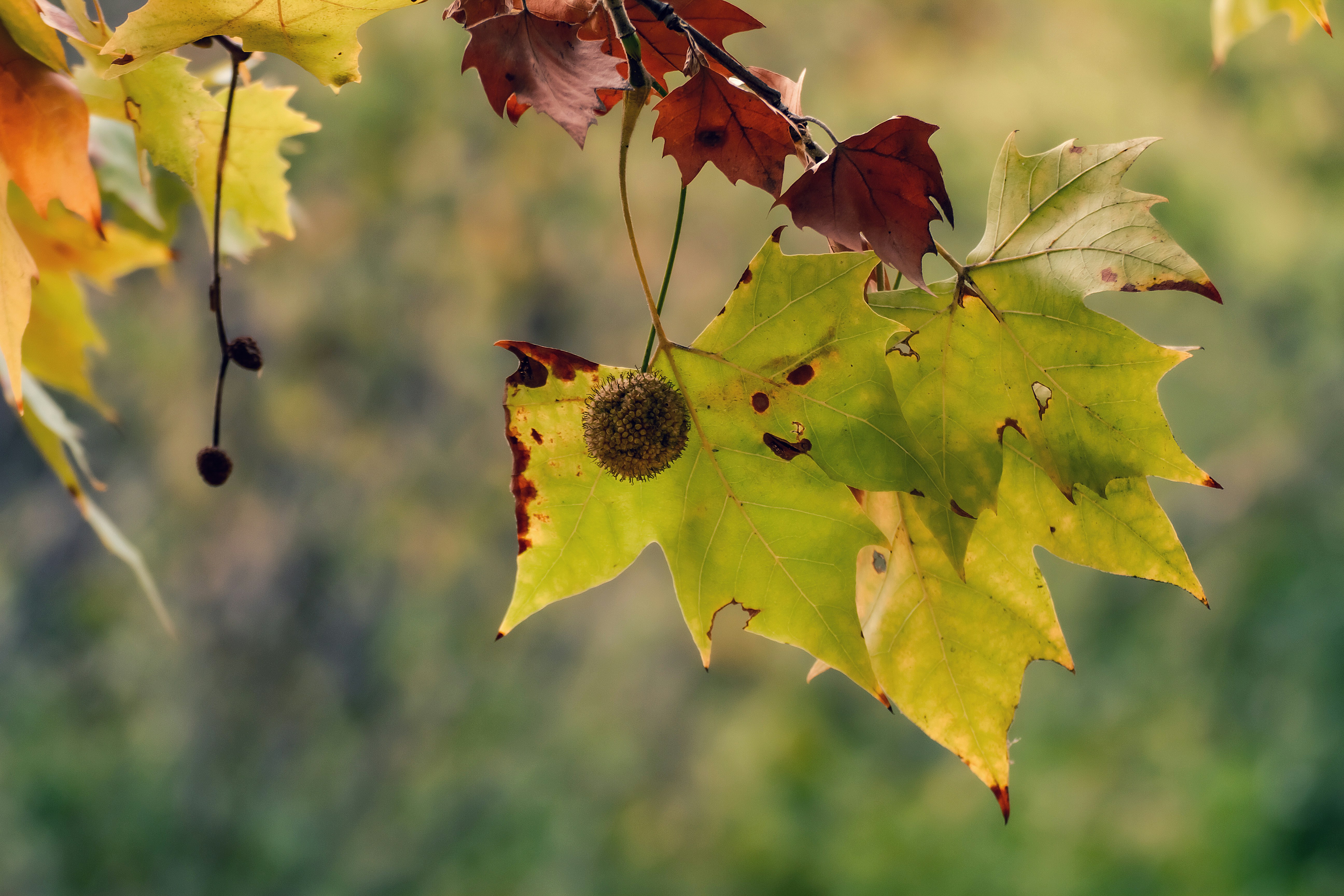 Photo by sylvester_s