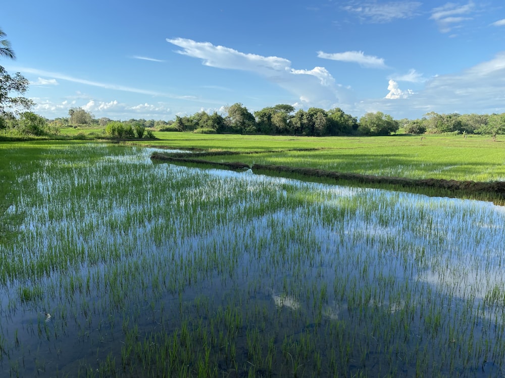 green grass field near lake under blue sky during daytime