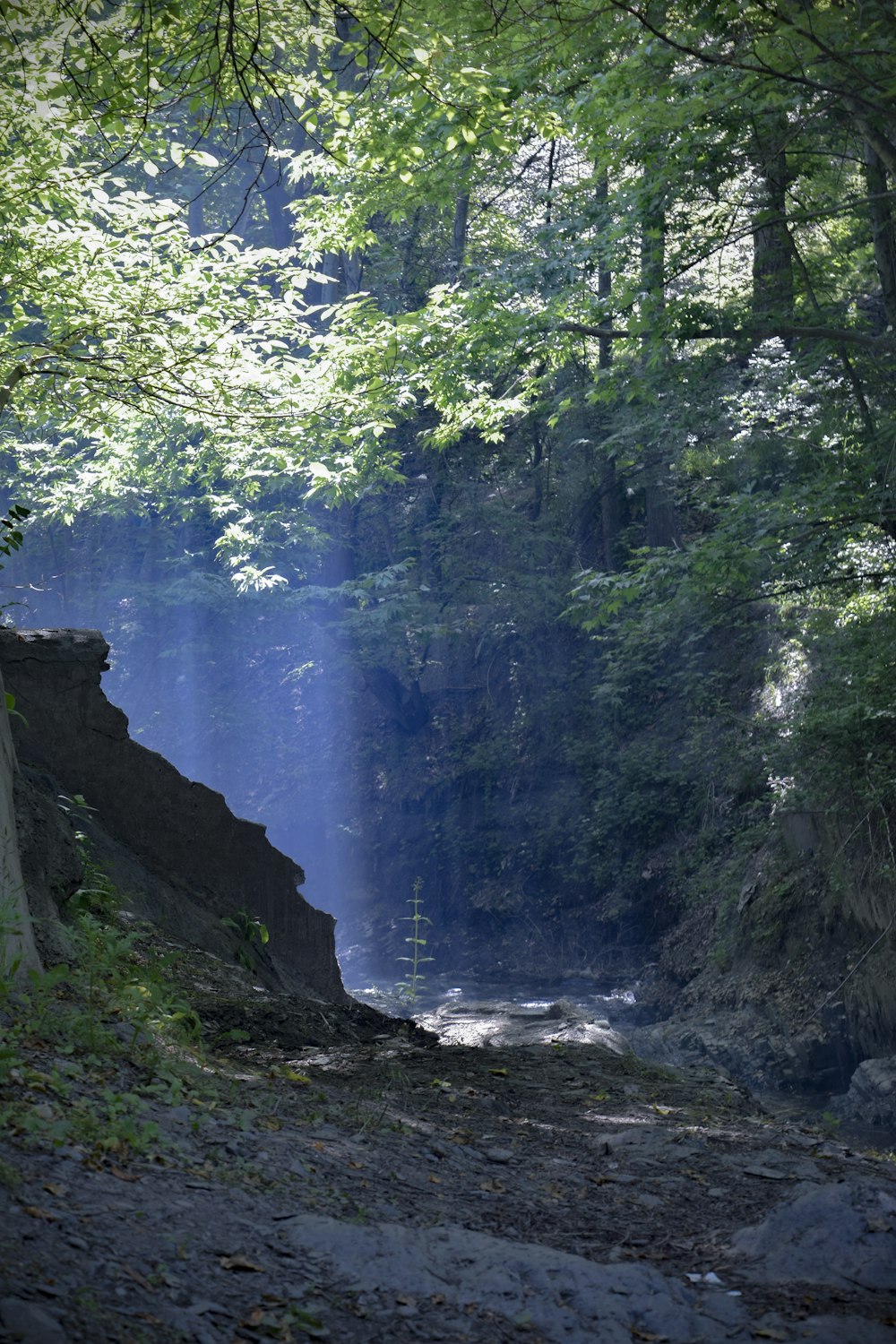 water falls in the middle of green trees