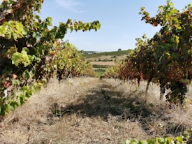 A vineyard stretches across a gently sloping landscape, with rows of grapevines creating a natural corridor through the grass-covered ground. The vines are tinged with autumn colors, showcasing a mix of green and reddish-brown leaves under a clear, blue sky. The distant hills and fields provide a picturesque backdrop.