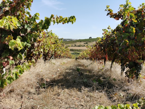 A vineyard stretches across a gently sloping landscape, with rows of grapevines creating a natural corridor through the grass-covered ground. The vines are tinged with autumn colors, showcasing a mix of green and reddish-brown leaves under a clear, blue sky. The distant hills and fields provide a picturesque backdrop.