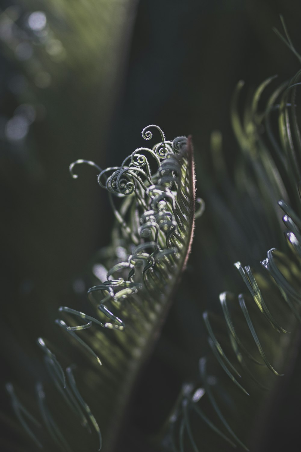 water droplets on green plant